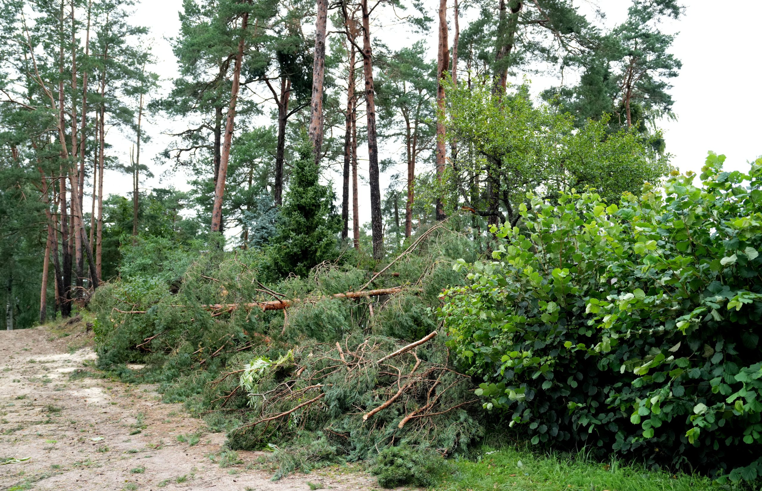 Vētras nolauzti priežu zari mežā Saulkrastos
