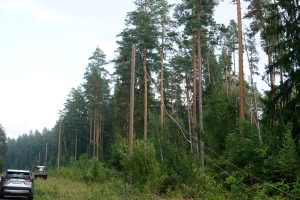 Vētras bojāta elektrolīnija mežā – elektrības vadi nokarājušies starp stabiem