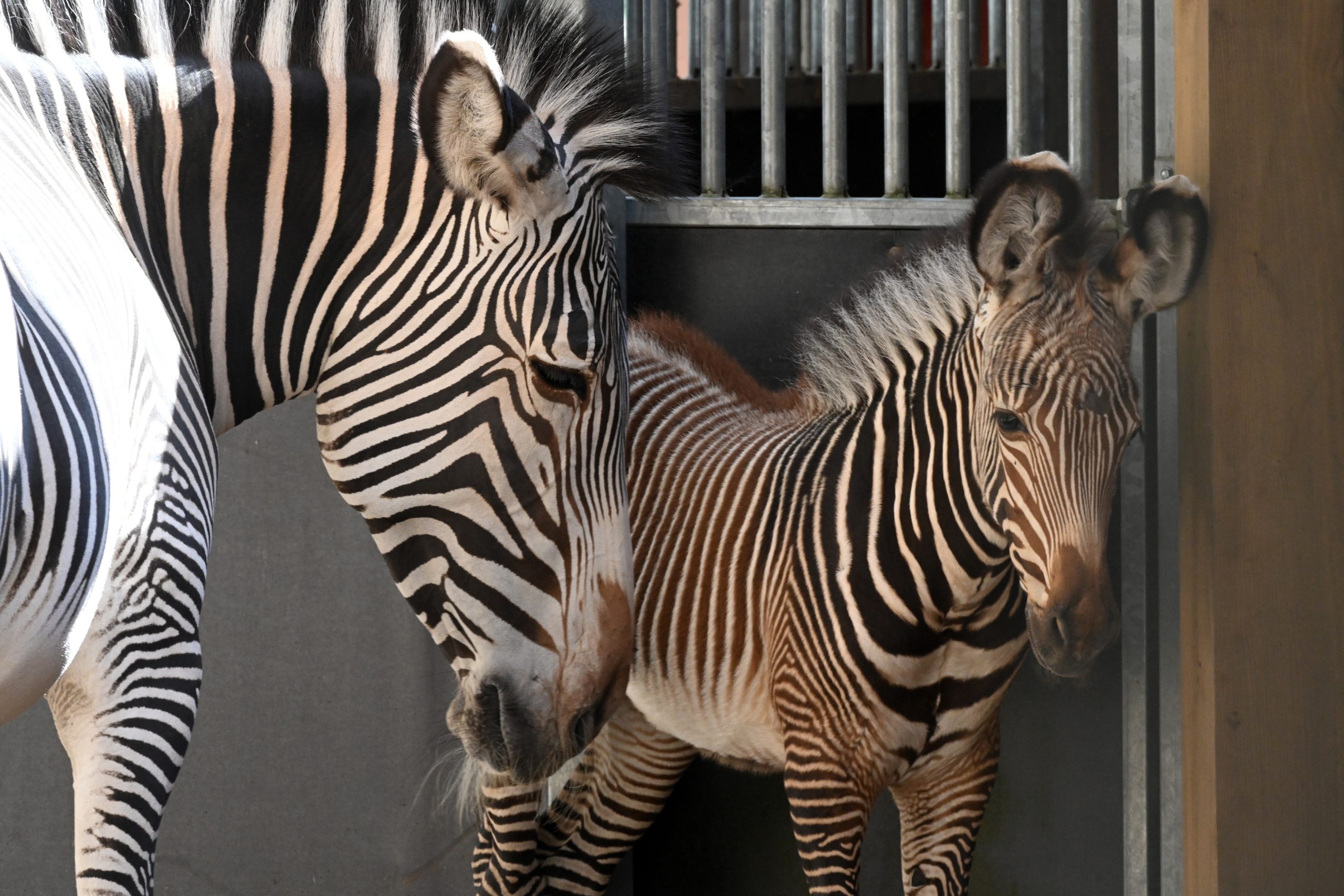 Grevi zebras mazulis kopā ar māti Rīgas ZOO