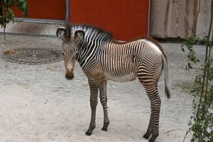 Grevi zebras mazulis Rīgas ZOO