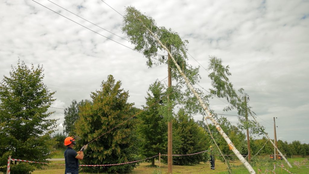 Bīstama koka novākšana pie elektrolīnijas mācībās