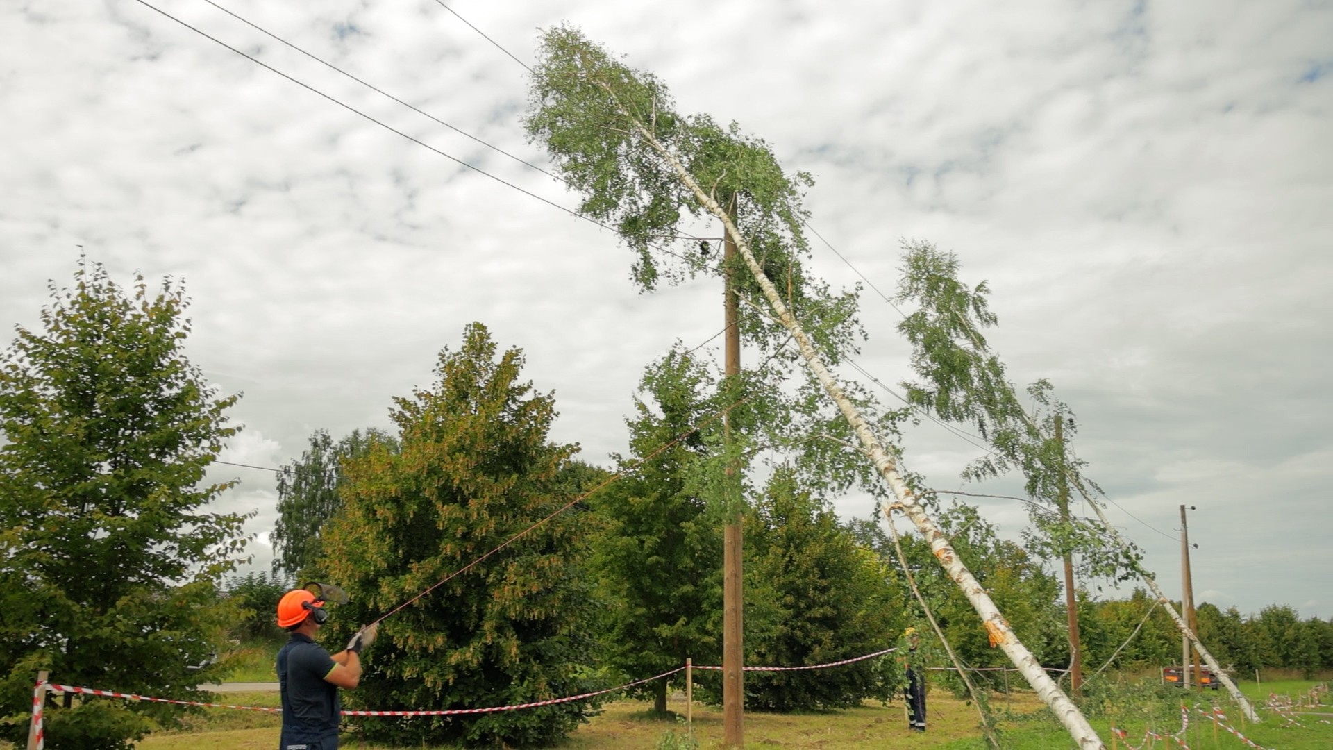 Bīstama koka novākšana pie elektrolīnijas mācībās