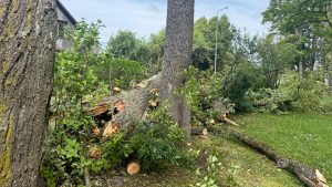Vētrā nolūzuši un bojāti koki Jēkabpilī