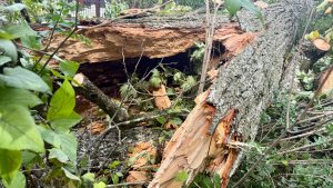 Vētrā nolūzuša un satrupējuša koka stumbrs Jēkabpilī