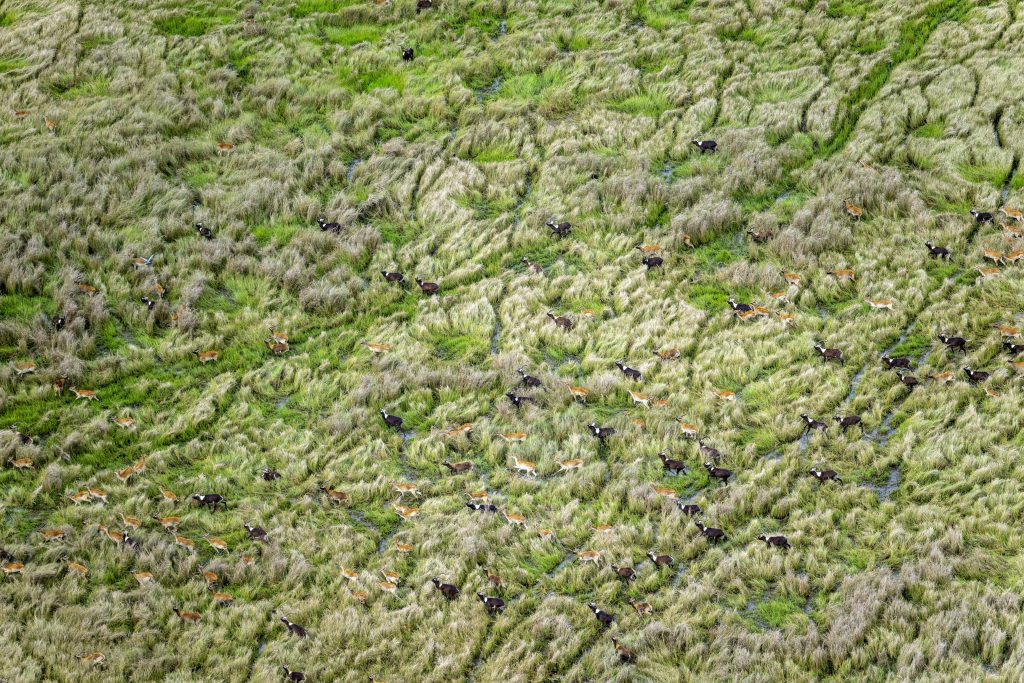 Nīlas lečves ganāmpulks Bomas–Badingilo migrācijas ainavā Dienvidsudānā