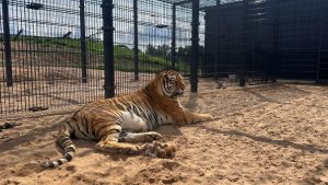Amūras tīģeris jaunajā mājvietā “Siguldas Zoo”.