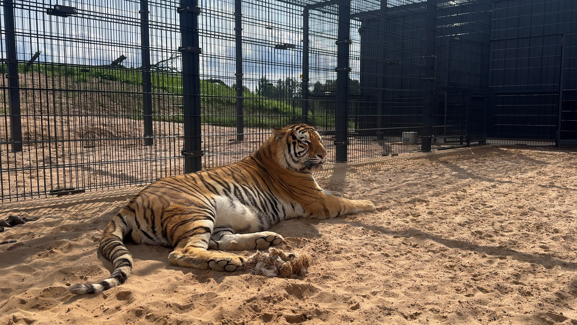 Amūras tīģeris jaunajā mājvietā “Siguldas Zoo”.