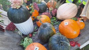 Dažādu krāsu un izmēru ķirbji Jelgavas ķirbju festivālā