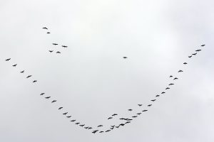 Gājputnu kāsis lido mākoņainās rudens debesīs
