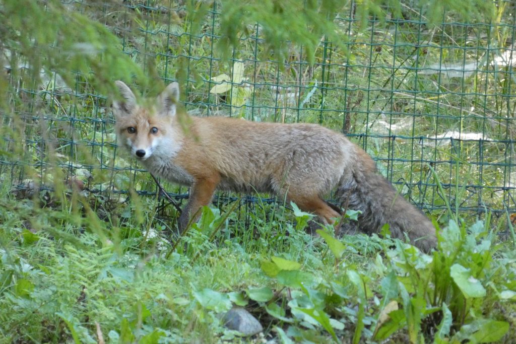 Lapsa Lakija Līgatnes dabas taku voljērā