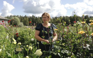 Puķkope Ilze Zaķe savā dāliju dārzā Ārciemā