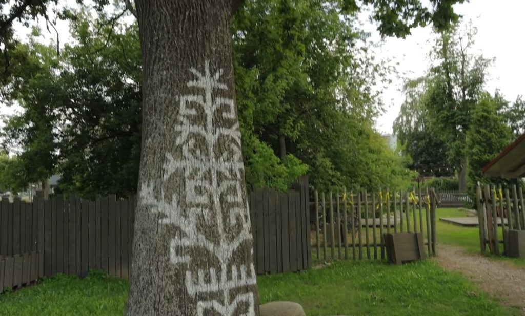 Uz koka stumbra uzraksts “Jelgava 750”