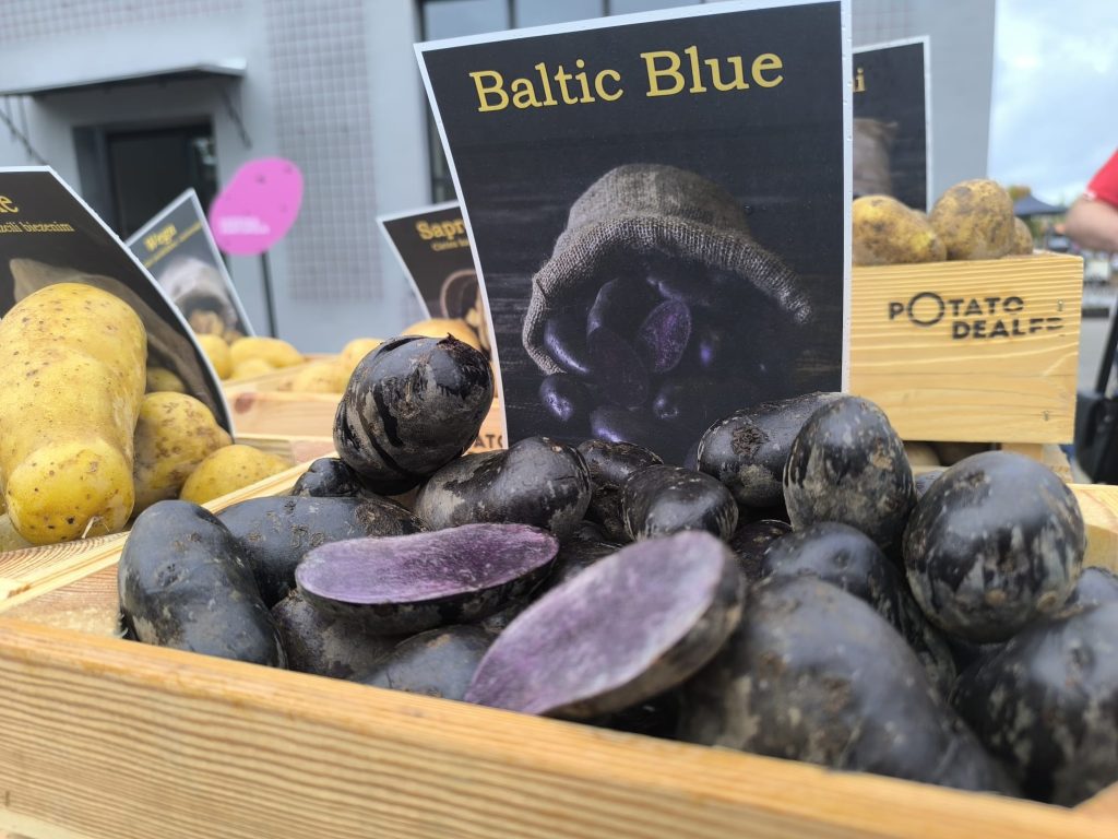Violetās šķirnes “Baltic Blue” kartupeļi festivālā “Kuldīgas kartupelis”