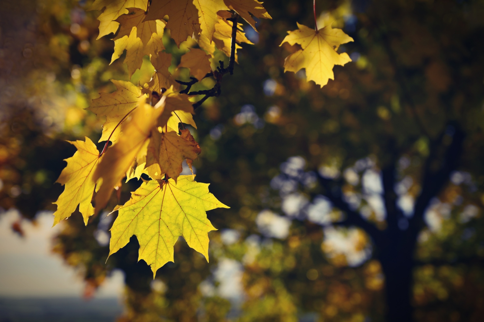 Dzeltenas kļavas lapas rudens saulē