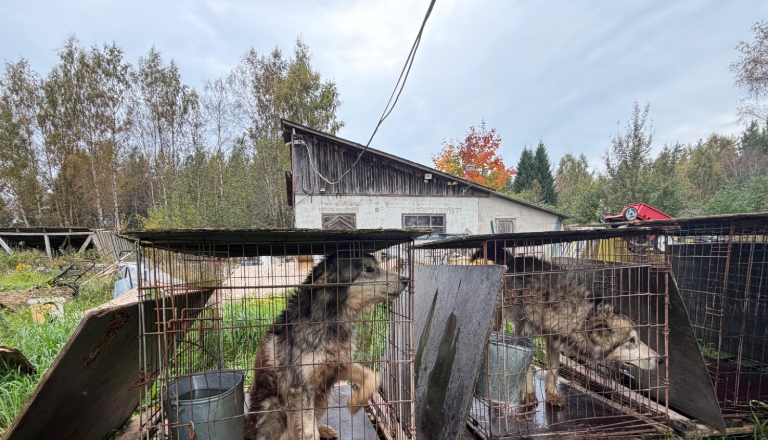Suņi šauros metāla sprostos Dundagā