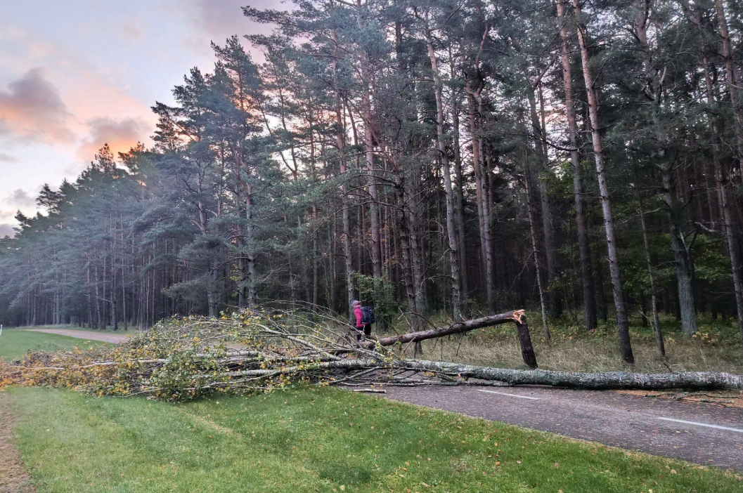 Vētras postījumi Ventspilī – nolauzts koks uz veloceliņa