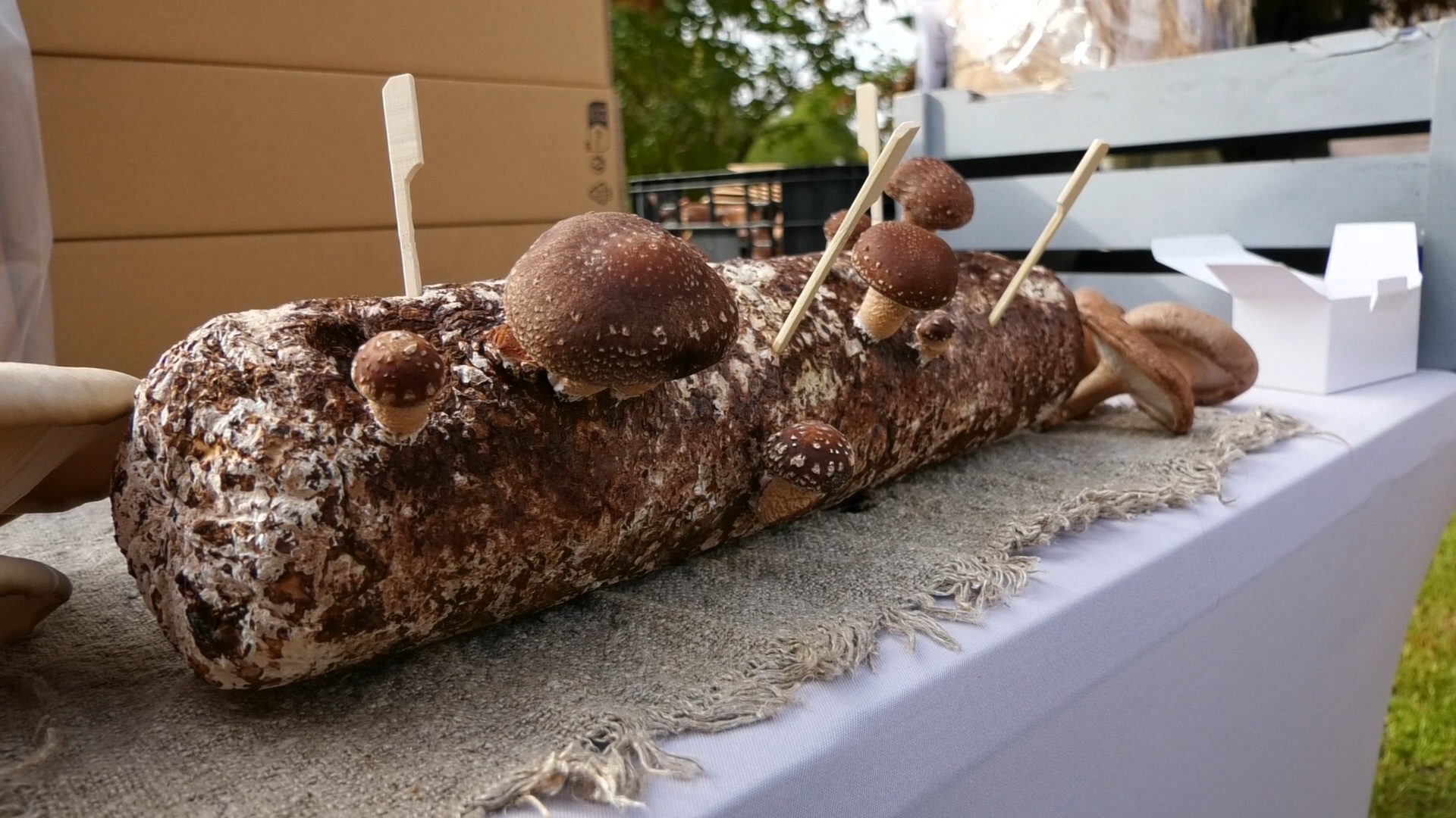 Šitaki sēnes, kas audzētas uz koka baļķa