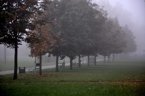 Miglains rudens rīts parkā ar kokiem, soliņiem un pastaigu celiņu