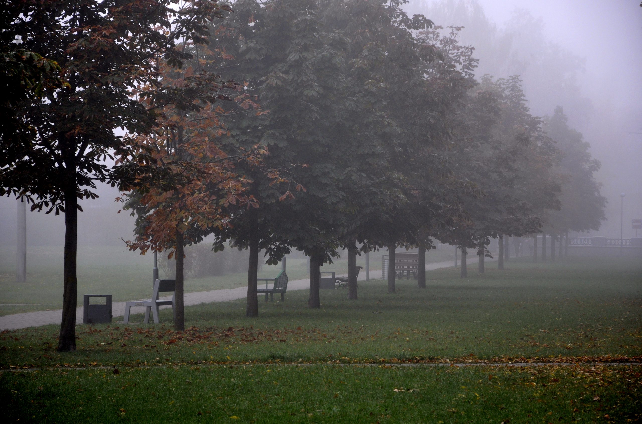 Miglains rudens rīts parkā ar kokiem, soliņiem un pastaigu celiņu