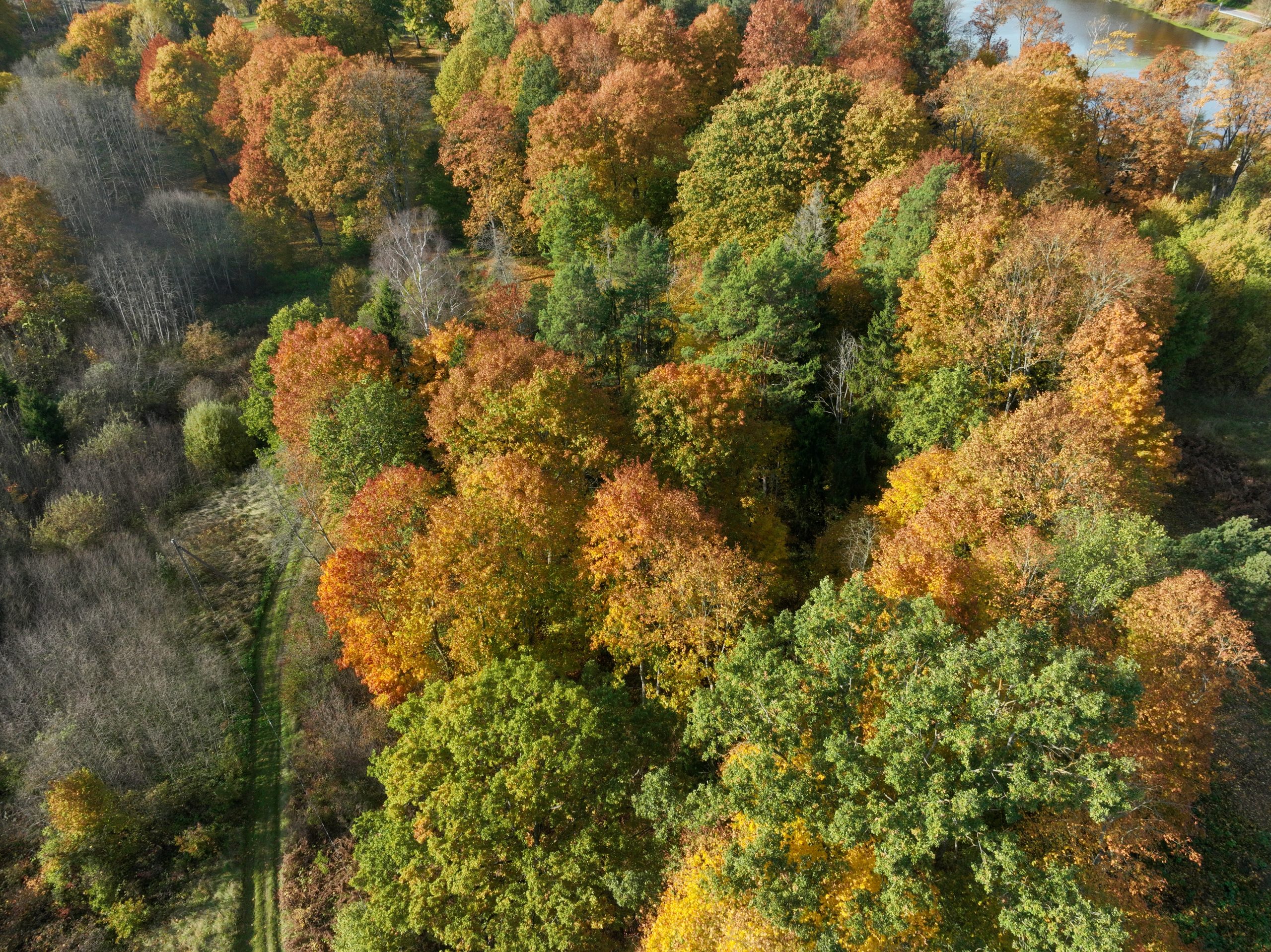 Rudens krāsās iekrāsojies mežs un parks skatā no augšas