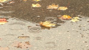 Lietus lāses veido apļus peļķē, kurā peld dzeltenas un oranžas rudens lapas.