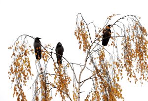 Trīs pelēkās vārnas sēž bērza zaros ar dzeltenām rudens lapām uz apmākušos debesu fona.